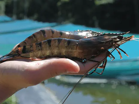 Project Sea Dragon