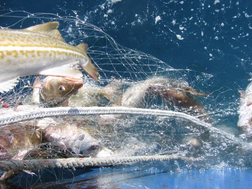 Icelandic catch
