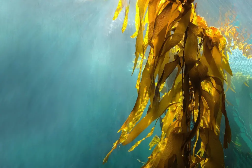 Seaweed