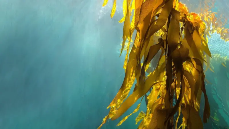 Seaweed