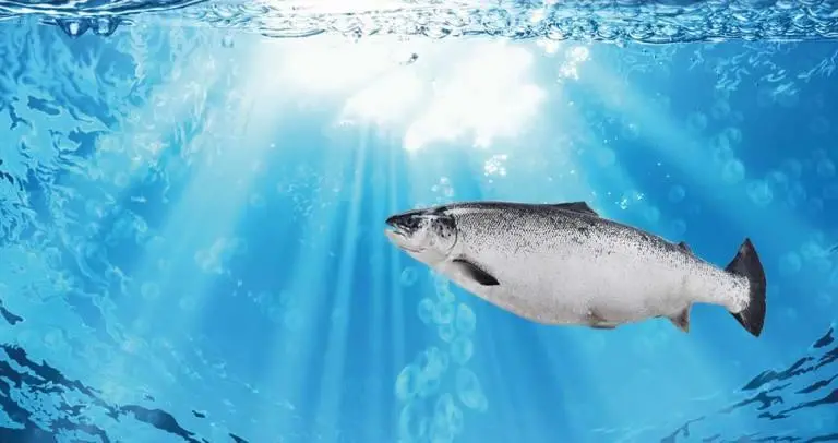 Salmon