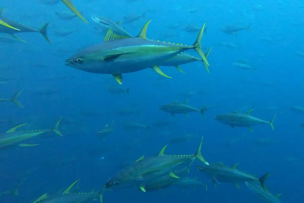 Yellowfin tuna