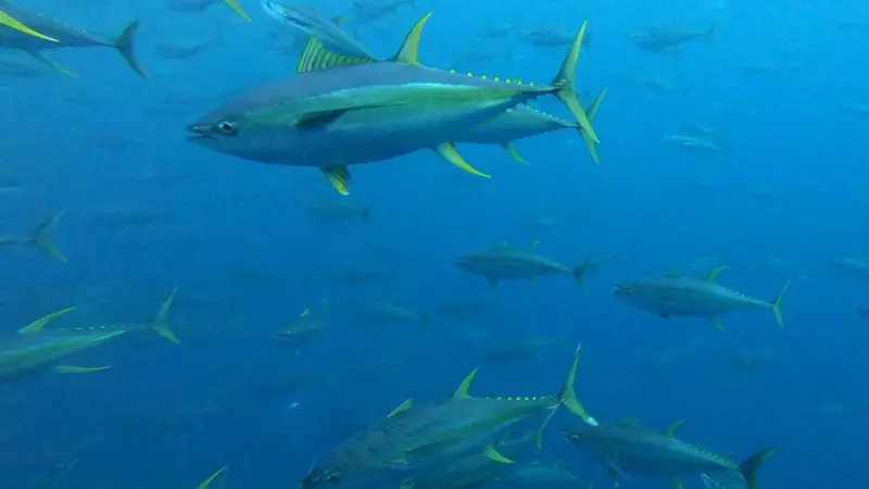 Yellowfin tuna