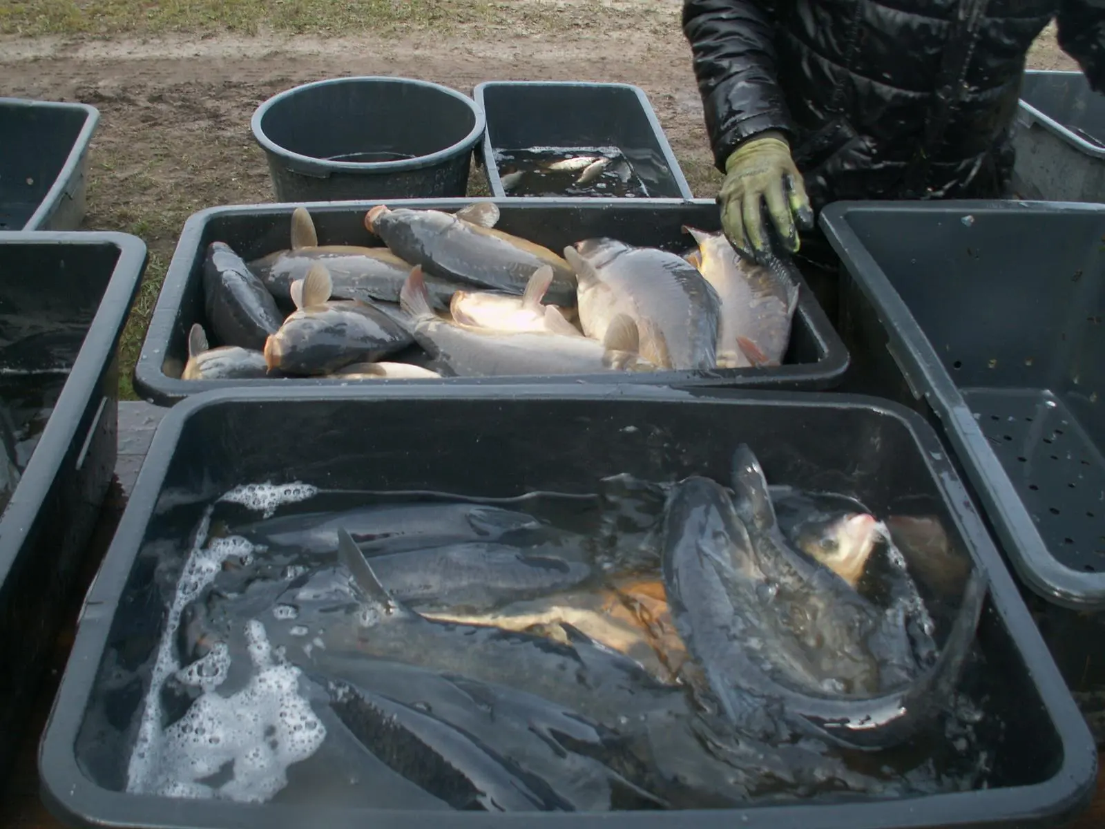 Polish carp