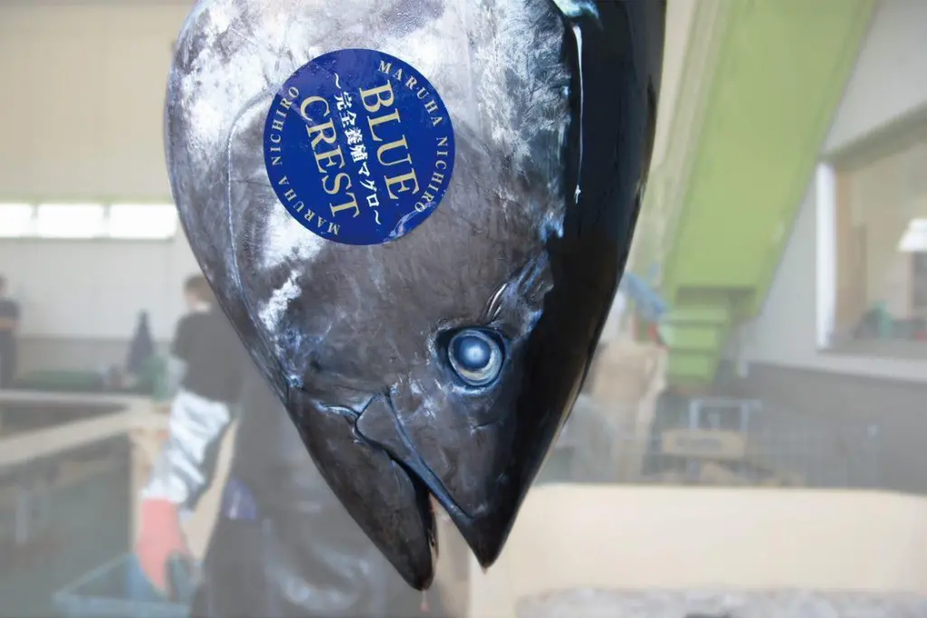 Maruha fish