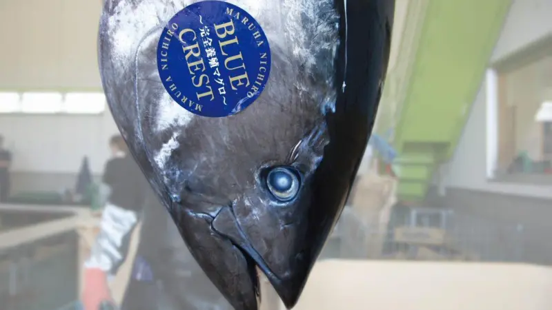 Maruha fish