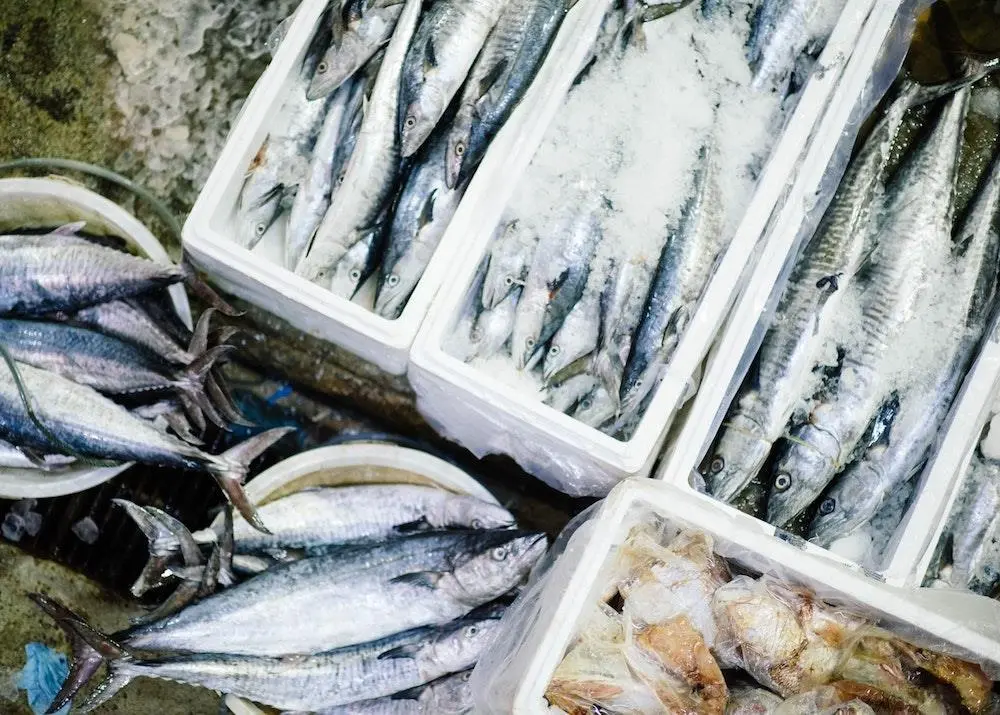 Icelandic catch