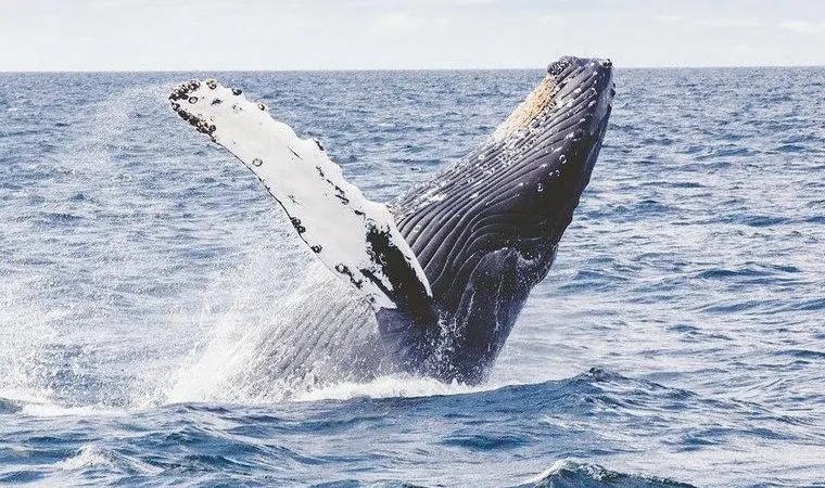 UN High Seas Treaty