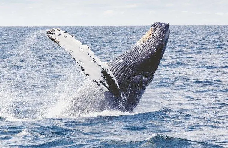 UN High Seas Treaty