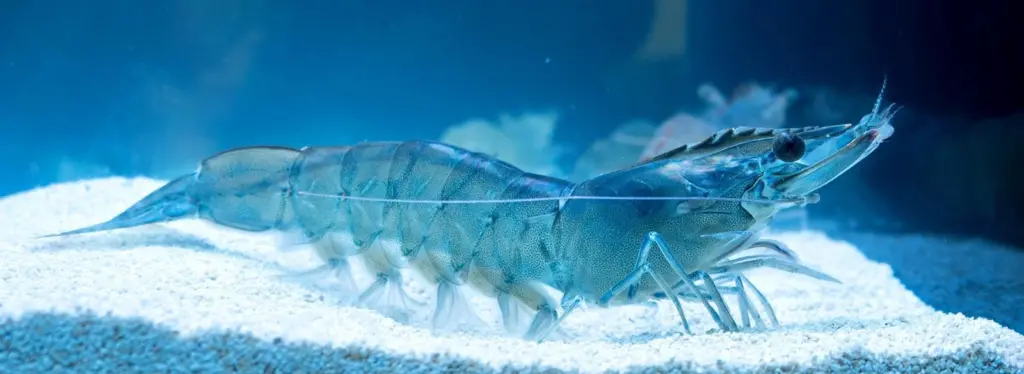 Shrimp