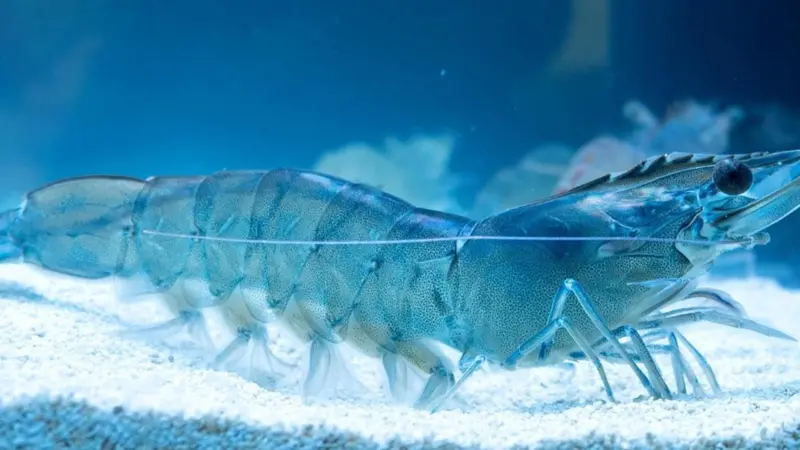 Shrimp