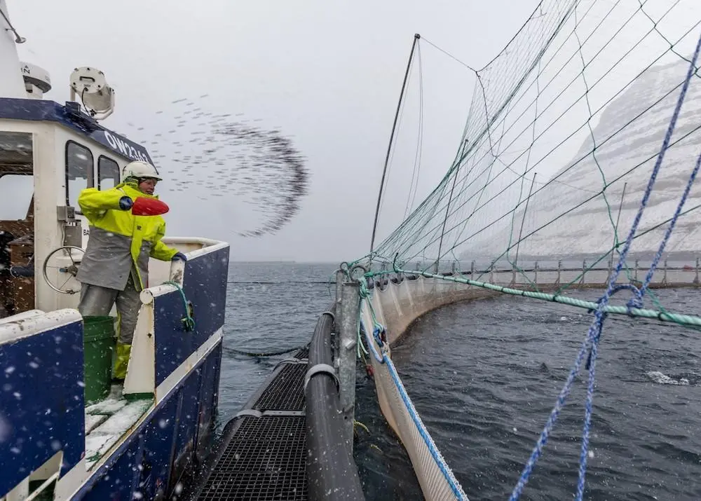 Faroese salmon