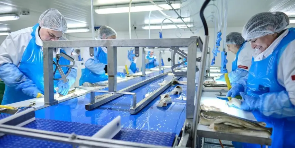 Whitefish processing