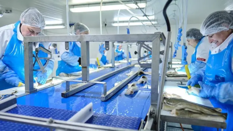 Whitefish processing
