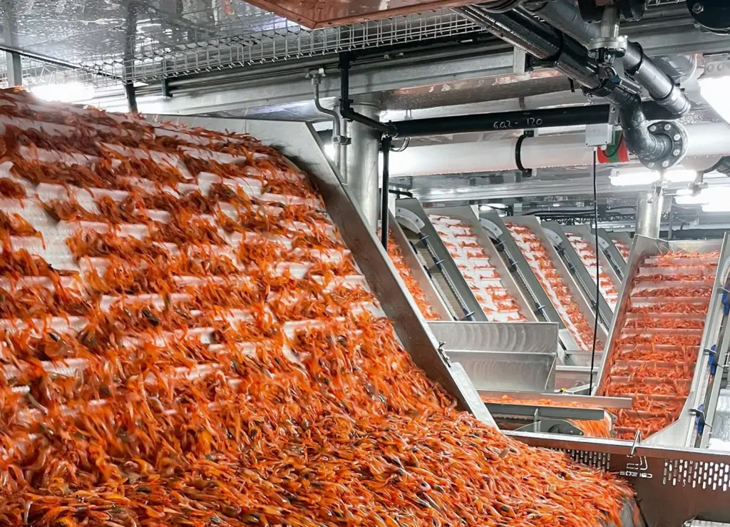 Carsoe - Shrimp Factory