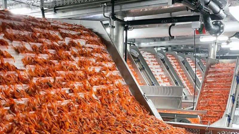 Carsoe - Shrimp Factory