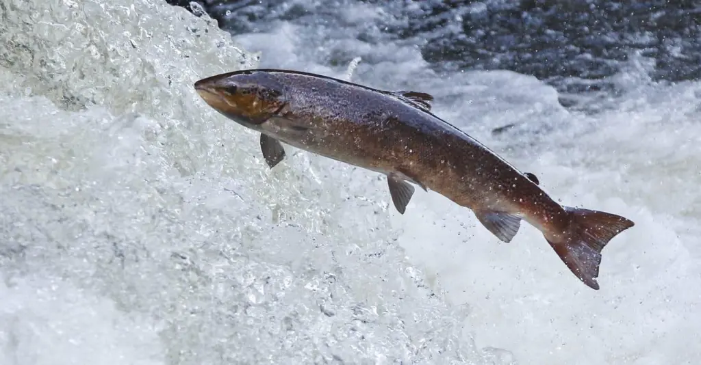 Wild Scottish salmon