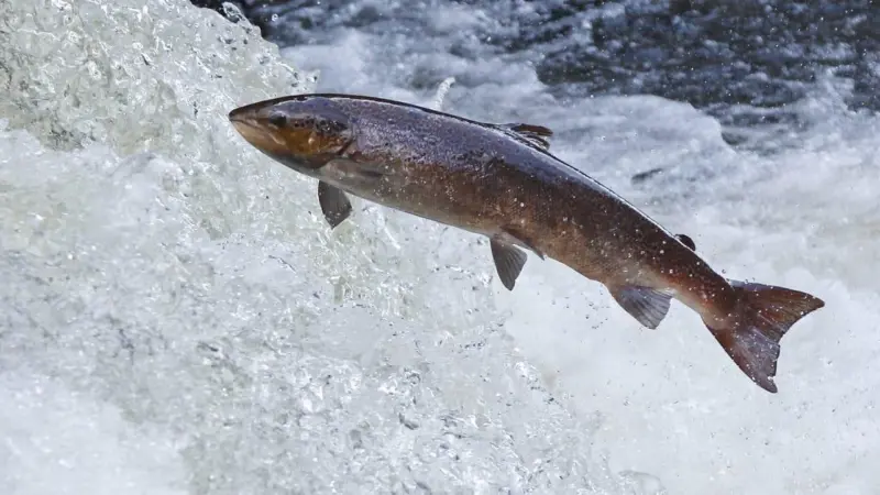 Wild Scottish salmon