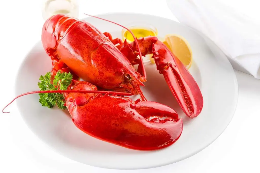 Maine lobster