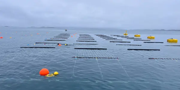 Seaweed farming off the coast of Greenland