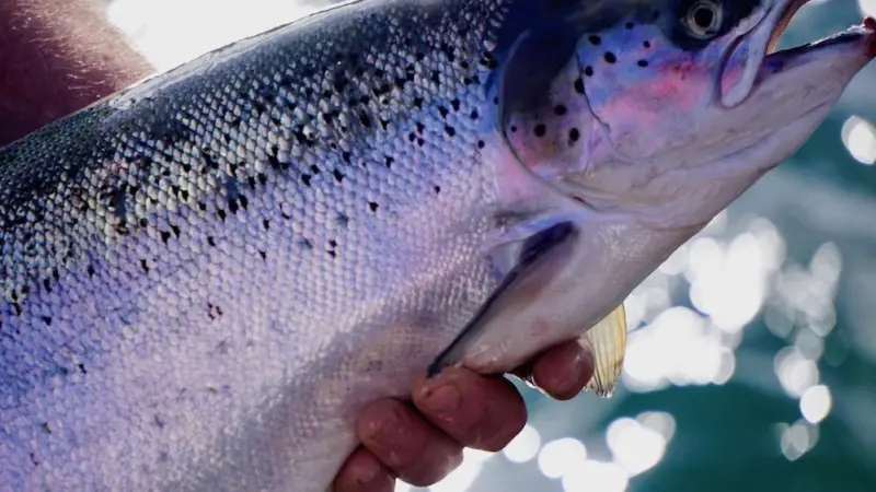 Farmed salmon