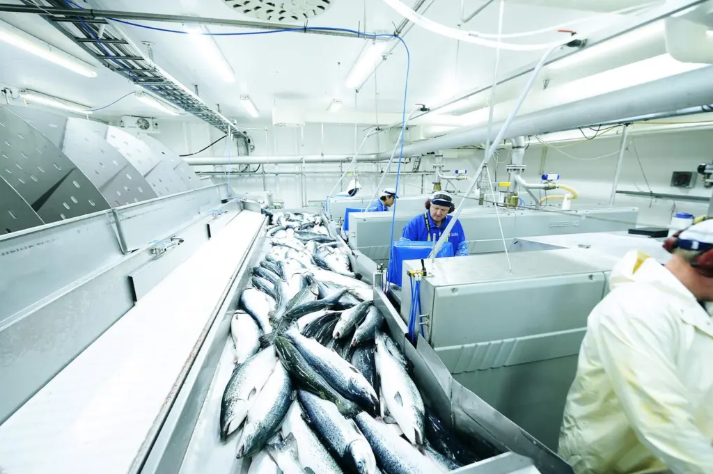 Norwegian salmon harvest