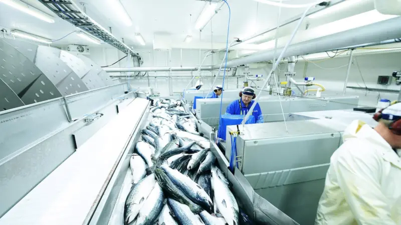 Norwegian salmon harvest