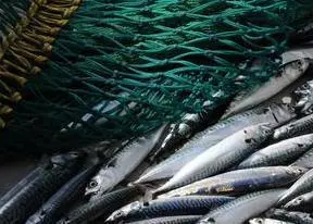mackerel