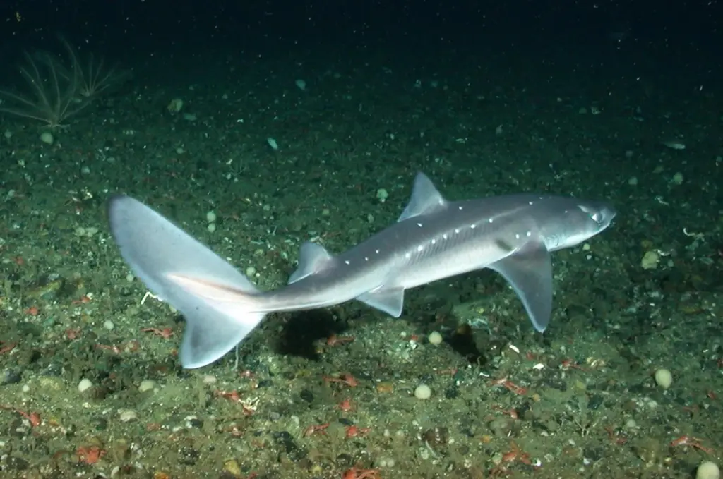 Spiny dogfish