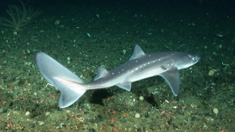 Spiny dogfish