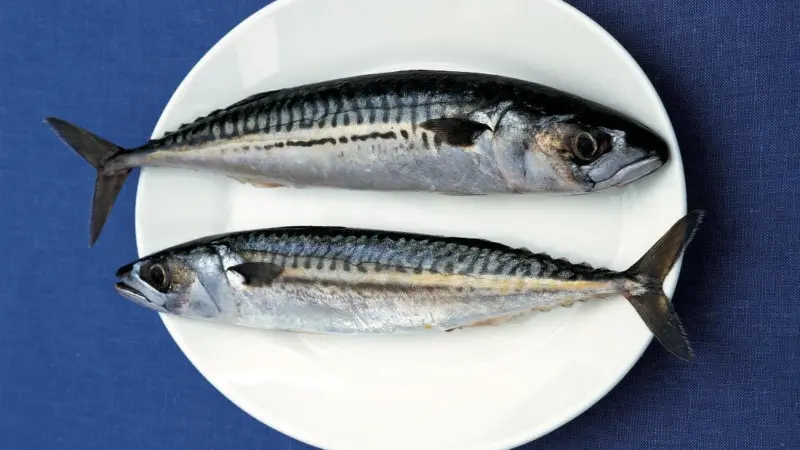 Mackerel