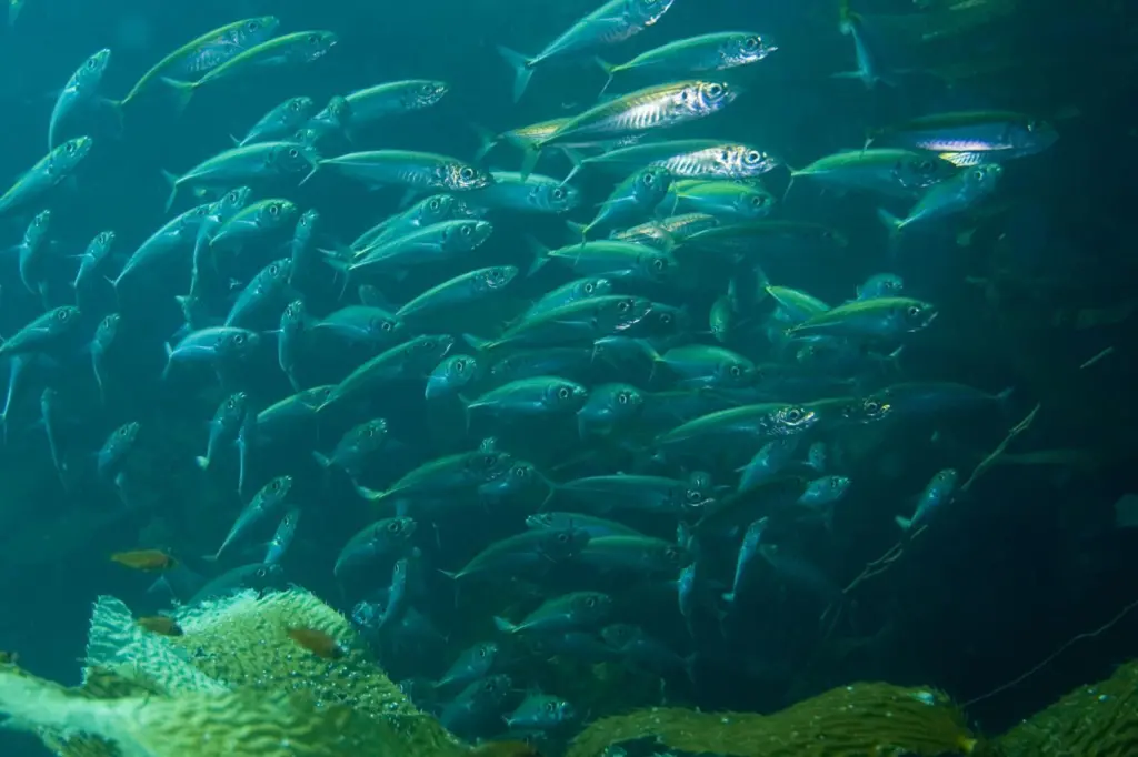 Mackerel