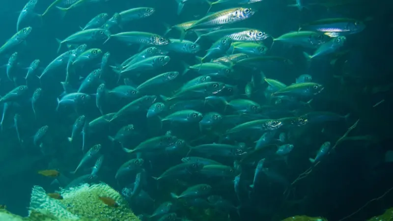 Mackerel
