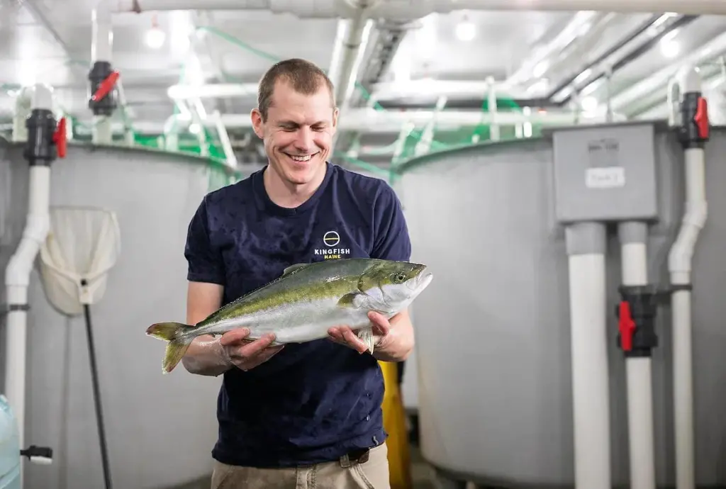 Kingfish Maine