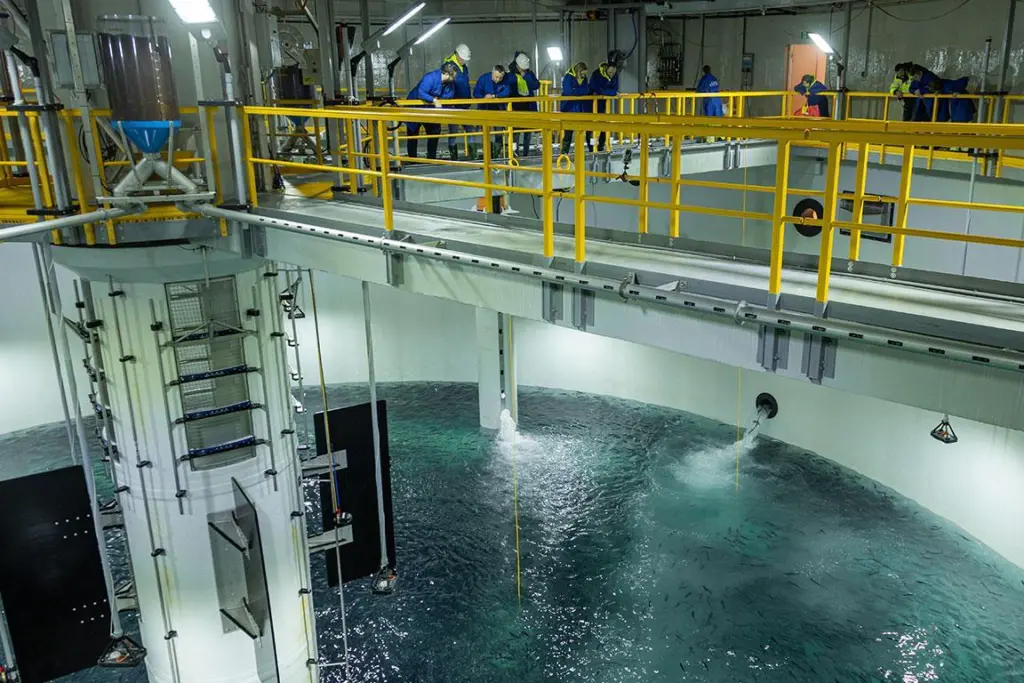 Salmon Evolution's first smolt release at Indre Harøy