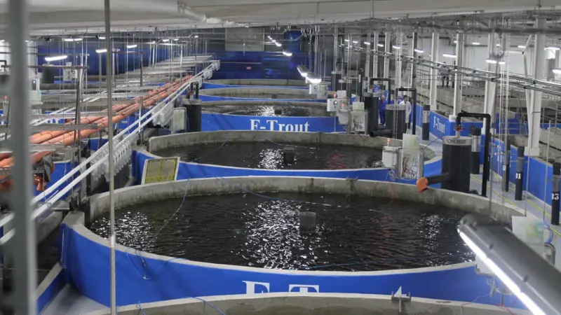 Ukraine fish farms mull post-war recovery