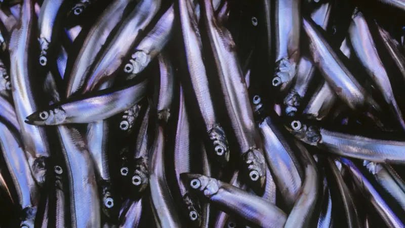 Capelin