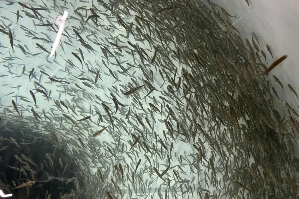 Proximar Atlantic salmon farm in Japan