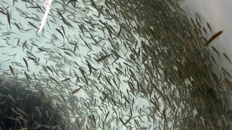 Proximar Atlantic salmon farm in Japan