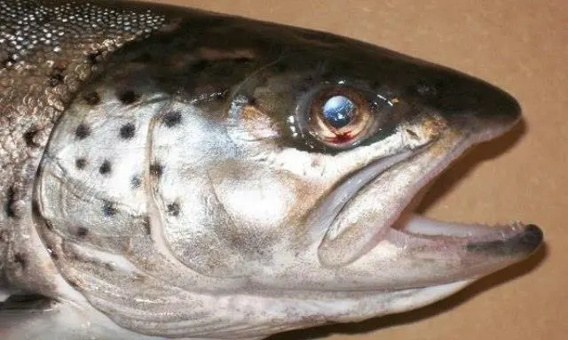 Grieg salmon