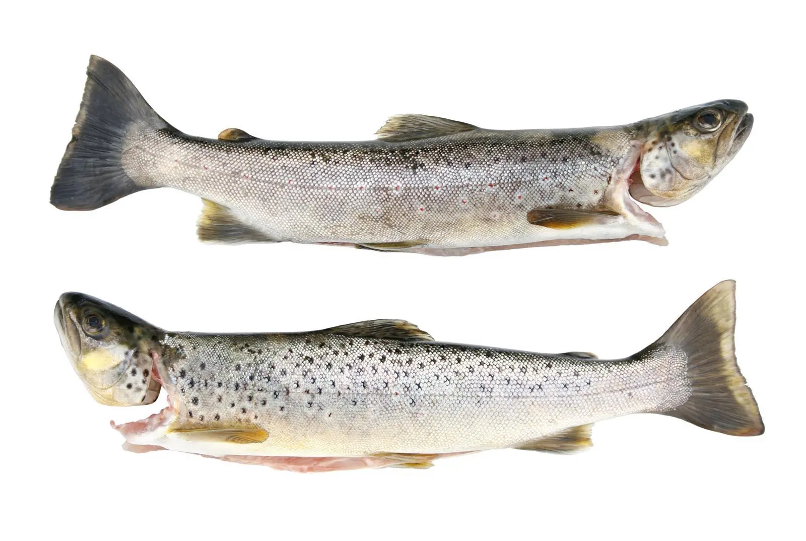 Trout