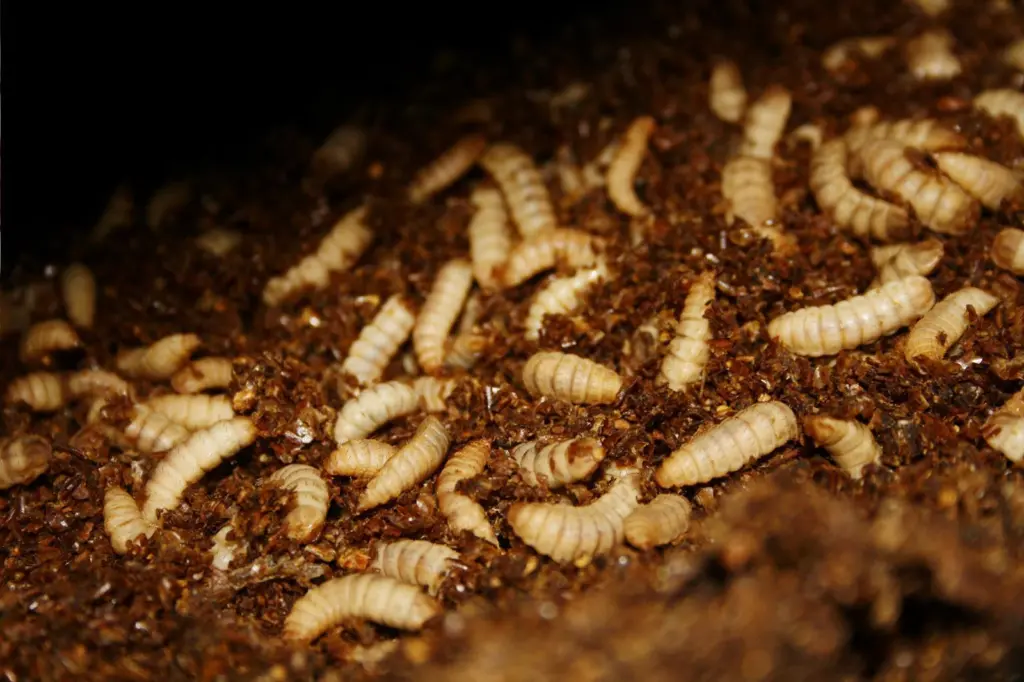 Black soldier fly meals Agronutris