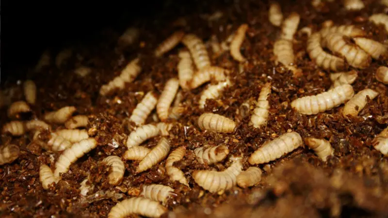 Black soldier fly meals Agronutris