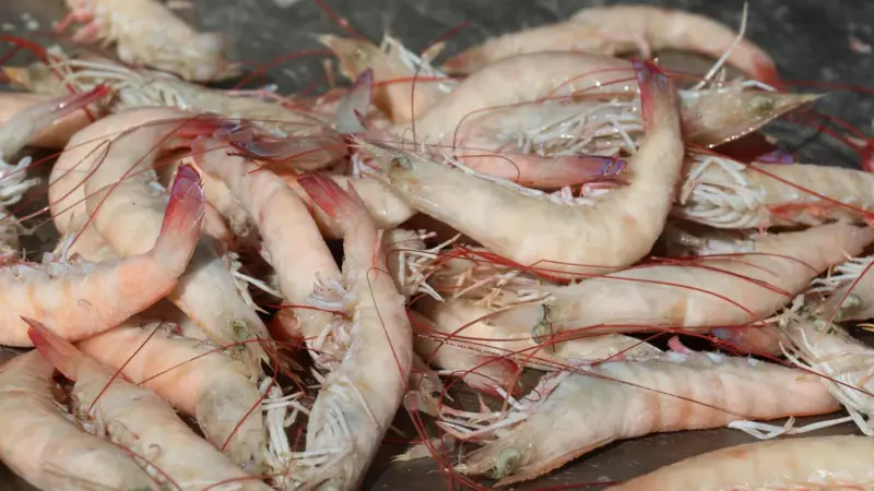 Gulf of Mexico pink shrimp