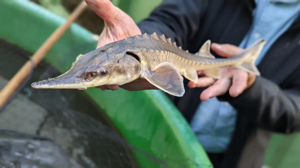 Young sturgeon