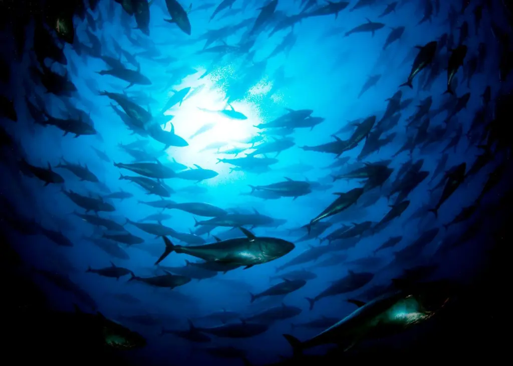 Indian Ocean tuna