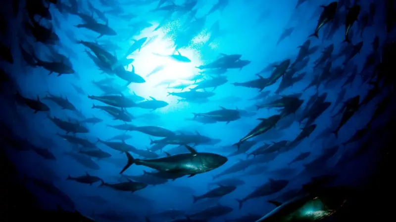 Indian Ocean tuna