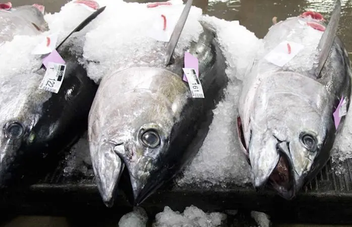 Bigeye tuna