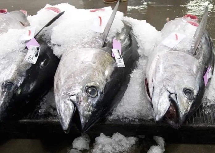 Bigeye tuna
