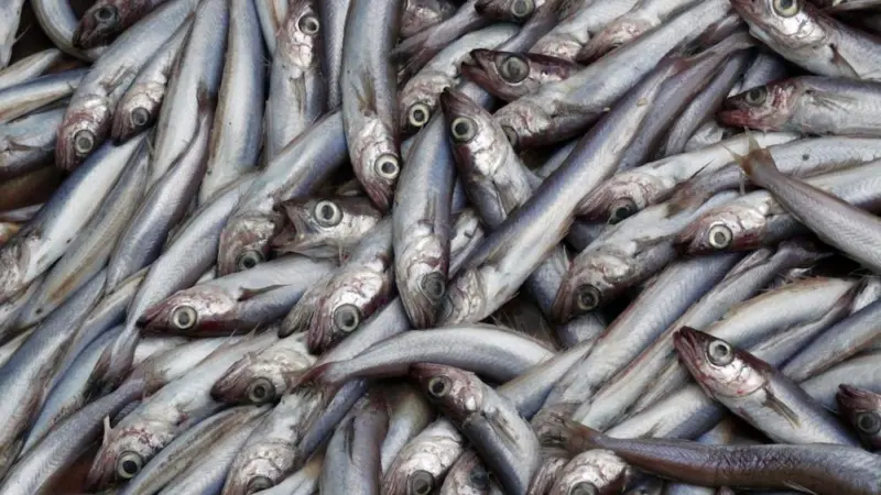 Icelandic blue whiting